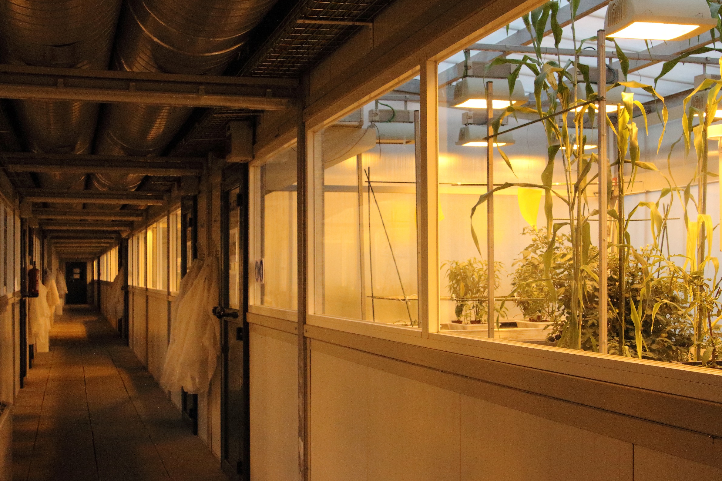 CRAG's facilities for plant growth and cultures