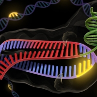 Genome editing with CRISPR-Cas